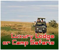 Lodge safaris from either Mombasa or Nairobi, Kenya